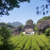 牛肉温润马肉霸气，正岩肉桂双雄风味大不同