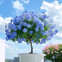 蓝雪花棒棒糖爆火背后:两年精心打磨,懒人慎入