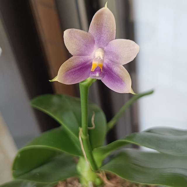 新手花友夏天要买蝴蝶兰？！忍住