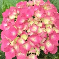 避雷玫红妈妈专卖店，雅炫花卉