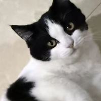 平价猫粮推荐：洛帕与笑宠