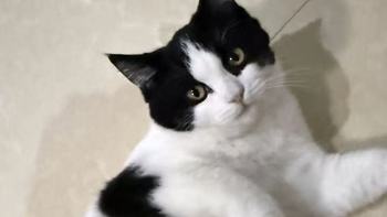 平价猫粮推荐：洛帕与笑宠