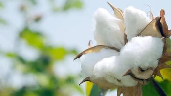 洁丽雅被曝“新疆棉”毛巾实为化纤？新规7月落地，教你避坑家纺选购