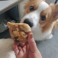 养狗省心的秘密，全靠一根耐啃骨头稳住🫧
