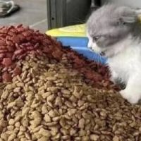 进口猫粮稳但非完美，国产进步快却隐患多？2026真实喂养数据全解析