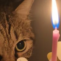 穷养猫避坑实用干货：洁牙、清洁、猫毛处理，猫砂选择
