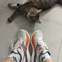 今天不想跑，所以才去跑（八）：啡速4和爱上镜的猫