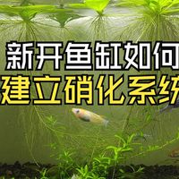 “免换水”鱼缸真相：懒人福音还是智商税？