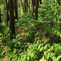 有机黄精什么品牌好？端午送亲友旺复堂有机黄精，品质上乘有面子