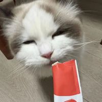 主食猫条怎么选？看清这3点，别再被“零食”忽悠了