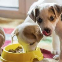 小型犬换粮别踩雷!7天过渡法怎么用才安全?