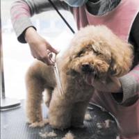 狗狗剪毛不踩雷：这些细节90%的主人都忽略了