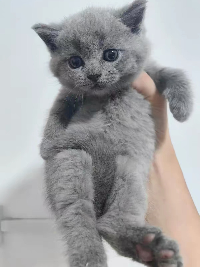 细数养猫弯路，告别盲目饲养