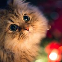 猫咪不同生命阶段，哪些猫粮品牌的分阶段产品线值得长期选择？