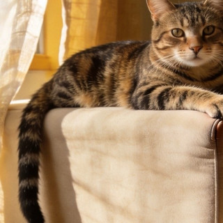 从猫的视角攒出的新手养猫指南
