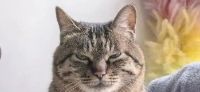 养猫后学会慢生活的艺术