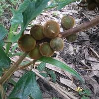 五指毛桃避坑指南：5招识破硫磺熏蒸，别让“美白”药材伤身又无效