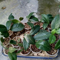 6月下旬茶花扦插黄金期！手把手教你选枝、配土、控湿，40天生根不是梦