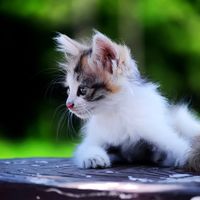新手养猫选什么猫粮品牌？从营养需求出发的幼猫粮选择思路