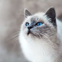 老年猫关节养护猫粮怎么选？6款适合7岁以上猫咪的老年粮对比