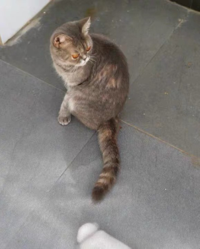 艾顿猫咪干粮