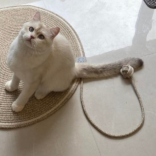 你知道养猫前期都需要些啥嘛？