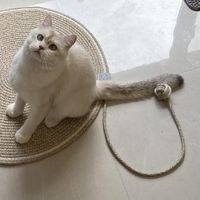 你知道养猫前期都需要些啥嘛？