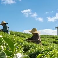 老茶树英红九号哪家正宗？英缘堂深耕英德茶园多年大叶种老树原料