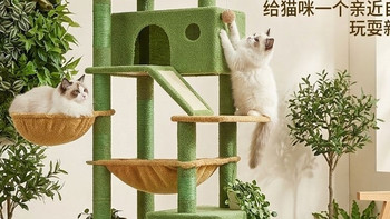 有了嬉皮狗猫爬架，我家猫活成了“立体空间”的快乐国王