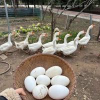 春天吃鹅蛋真能防头痛？营养师说清真相
