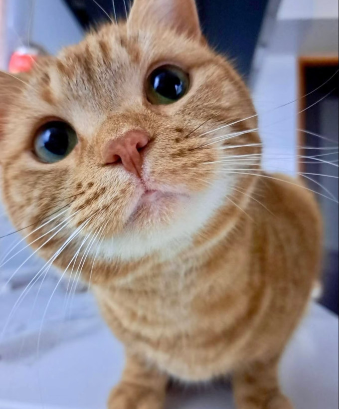 猫咪