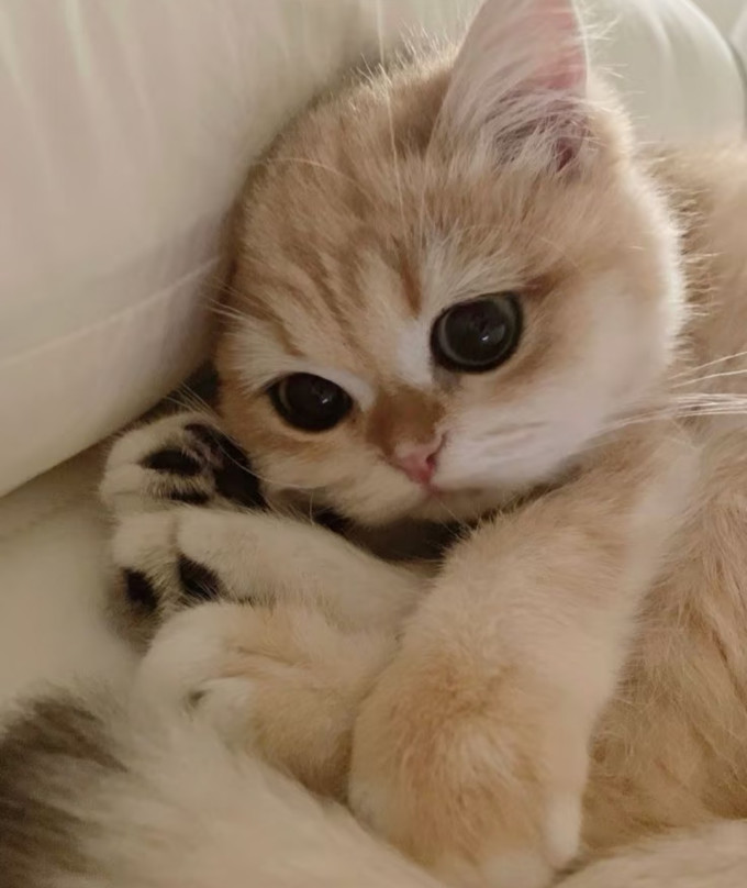 猫咪