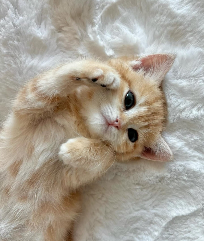 猫咪