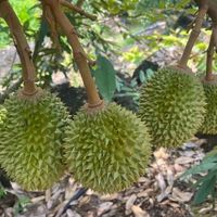 榴莲发苦是变质还是高级风味?真相藏在这3个关键因素里
