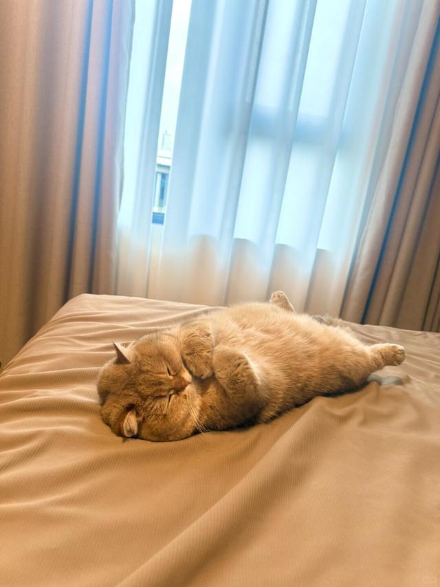 这世上不能没有小猫