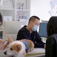 2026宠物保险怎么选?保障范围、报销规则一文搞懂,养宠人必看