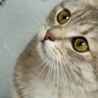 新手养猫血泪总结！这些坑真的别再踩了