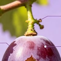 抗氧淡黑葡萄籽怎么选?2026低聚OPC,由内改善肤色不均