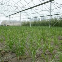 家庭园艺防虫：零成本环保酵素和花钱买农药，哪个更实用？