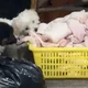“不准问价、生客看证”的卤菜网红店被拍到食材遭狗啃食，市监局已介入调查