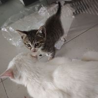 猫的日常行为观察，宠物驱虫项圈｜平价体外驱虫好物分享