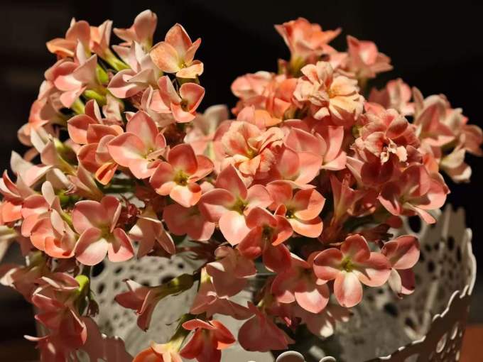 鲜花绿植