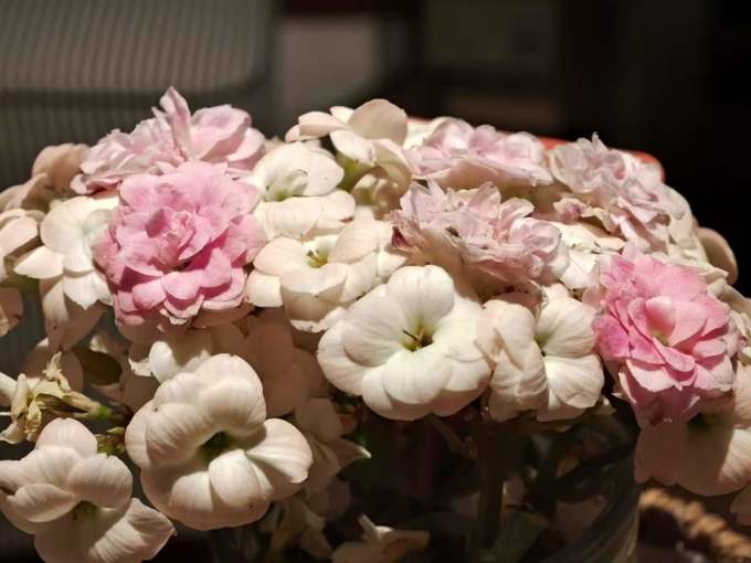 鲜花绿植