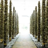 铁皮石斛选家?大数据汇总十大优质品牌 榜首核心优势全解析