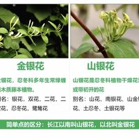 金银花和山银花到底差在哪？一篇说清两者区别