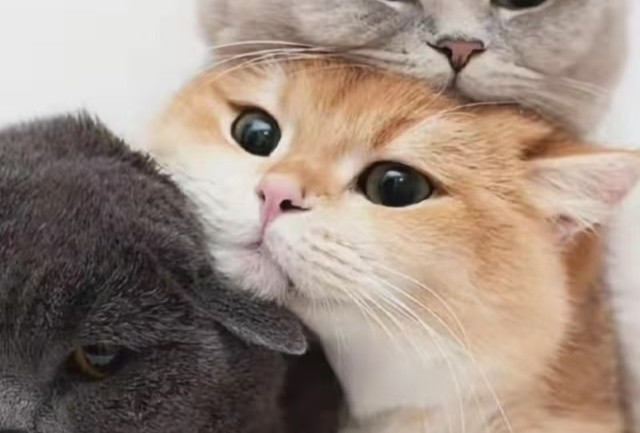 真实实测｜皮小兽豆腐猫砂：低尘可冲厕，居家养猫实用型猫砂测评