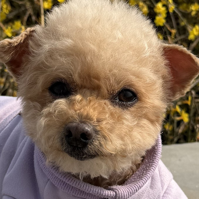 传统氨糖软骨素有局限？聊聊老龄犬关节养护的新思路