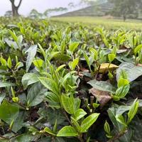 英红九号口粮茶哪个牌子好?5款热门品牌横评,看完知道怎么选