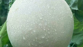 山东玉菇甜瓜，皮薄肉厚汁水多