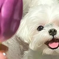 幼犬吃什么狗粮好？2026年6月幼犬专属狗粮推荐榜单